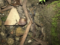 Quantula