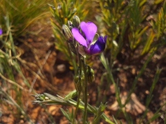Polygala uncinata