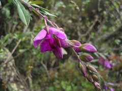 Polygala virgata