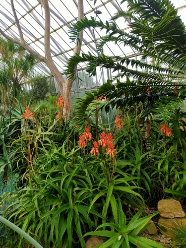 Aloe dawei