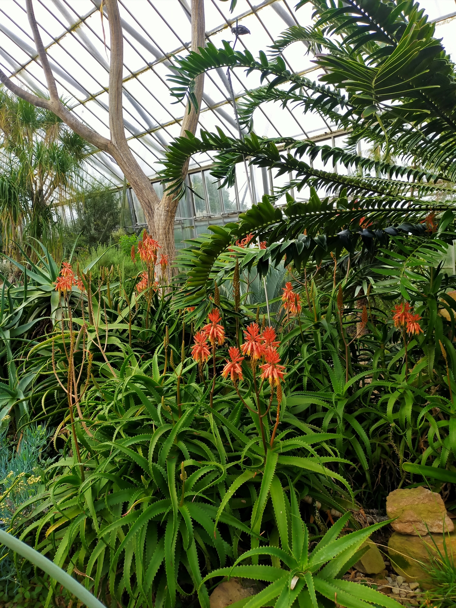 Aloe dawei