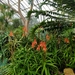 Aloe dawei - Photo (c) samphibianthemarvellous, algunos derechos reservados (CC BY-NC)