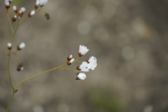 Drosera gigantea