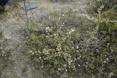Drosera gigantea