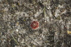 Drosera nitidula