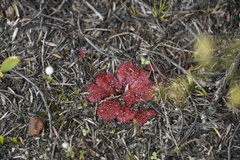 Drosera rosulata