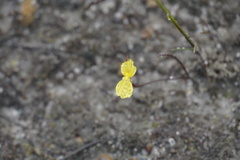 Philydrella pygmaea pygmaea