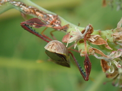 Leptoglossus cinctus