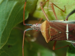 Leptoglossus cinctus