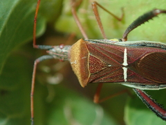 Leptoglossus cinctus