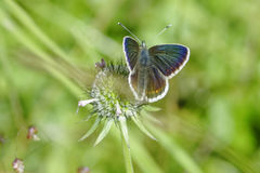 Aricia artaxerxes allous