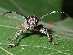 Callimetopus capito