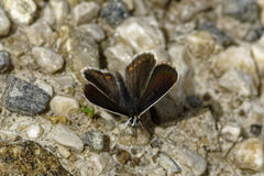 Aricia artaxerxes allous