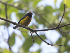 Euphonia xanthogaster