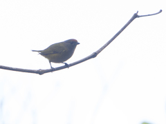 Euphonia xanthogaster