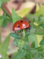 Coccinella septempunctata