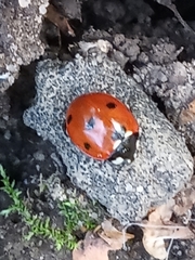 Coccinella septempunctata
