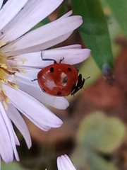 Coccinella septempunctata