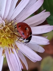 Coccinella septempunctata