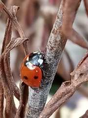 Coccinella septempunctata