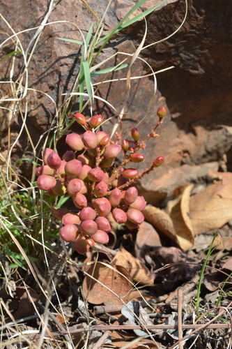 wild grape (Lannea edulis)