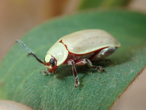 Omophoita sericella