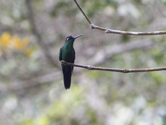 Heliodoxa leadbeateri