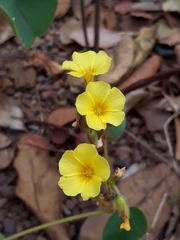 Oxalis cordata