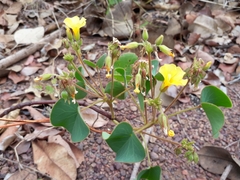 Oxalis cordata