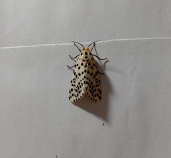 Juxtarctia multiguttata