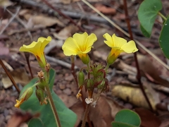 Oxalis cordata