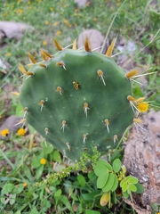 Opuntia velutina