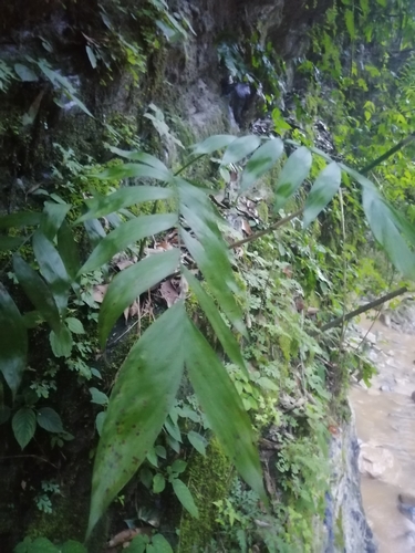 Chamaedorea microspadix