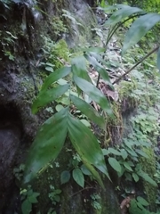 Chamaedorea microspadix, photograph (c) Erick Vélez Sánchez, some rights reserved (CC BY)