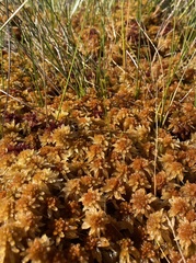 Sphagnum pulchrum