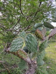 Opuntia velutina