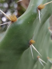 Opuntia velutina
