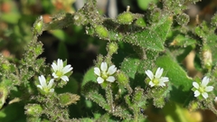 Cerastium capense
