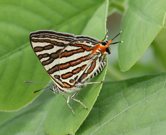 Cigaritis schistacea