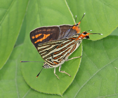 Cigaritis schistacea