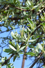 Agelanthus natalitius