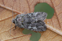 Dichonia aeruginea