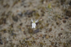 Stylidium petiolare