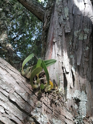 Image of Laelia speciosa by (c) Erick Vélez Sánchez, some rights reserved (CC BY)