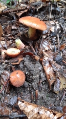 Xerocomellus armeniacus