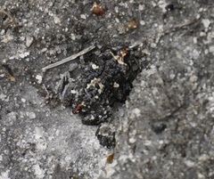 Pseudophryne guentheri