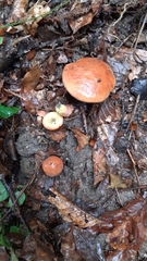 Xerocomellus armeniacus