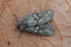 Dryobotodes carbonis