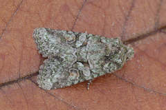 Dryobotodes carbonis