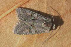 Dryobotodes carbonis